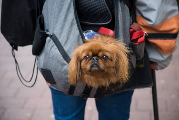 cão marrom pouco em um backback na rua - chihuahua dog pet carrier puppy - fotografias e filmes do acervo