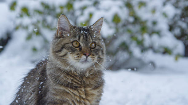 istock CLOSE UP: Cute brown tabby cat explores the snowy backyard during a snowstorm. 1300895974