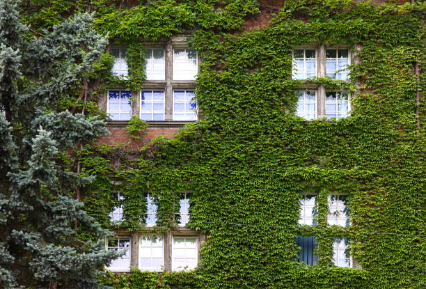 istock Building wall covered with green ivy plants 1300896175