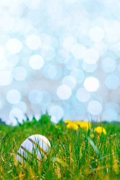Easter background white. Golden egg with yellow spring flowers in celebration basket on green grass. Happy Easter concept