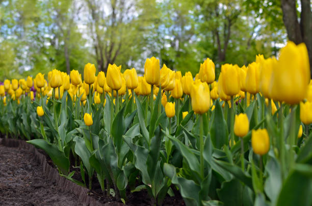 istock Young tulips bloomed in the park in spring 1300897523