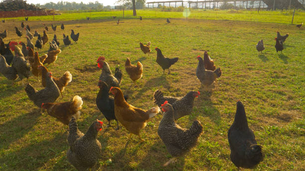 istock CLOSE UP, LENS FLARE: Flock of hens roaming freely around a humane poultry farm. 1300897582