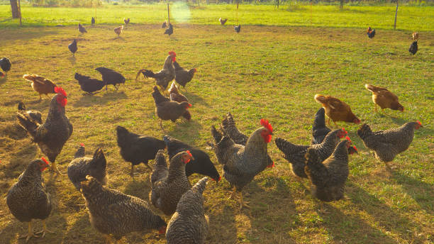 istock LENS FLARE: Free range chickens peck grass while roaming around enclosed pasture 1300897589