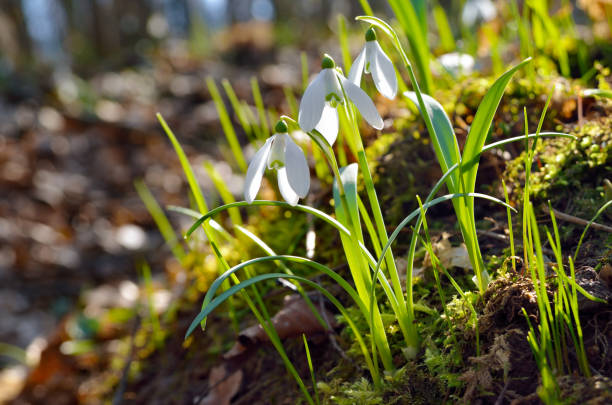 istock Young snowdrops in early spring in the forest 1300897626