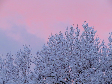 Freshly Fallen Snow on Trees with a Purple Pink Sky at Sunset