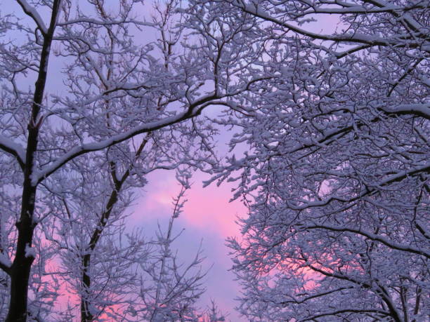 istock Snow in Tree Branches with a Colorful Sky Background 1300897697