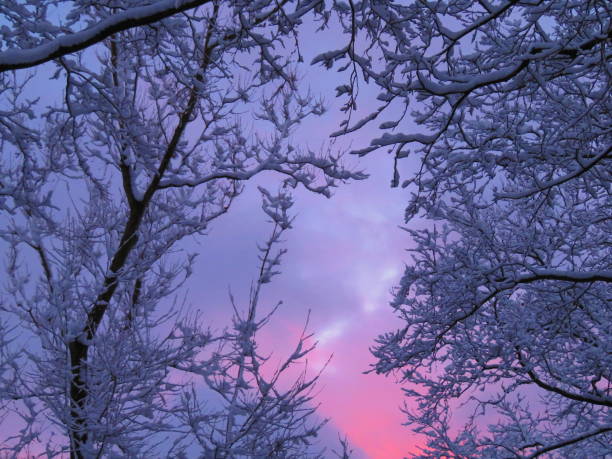 istock Snow in Tree Branches with a Colorful Sky Background 1300897712