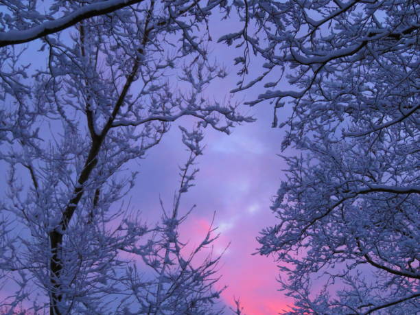 istock Snow in Tree Branches with a Colorful Sky Background 1300897732