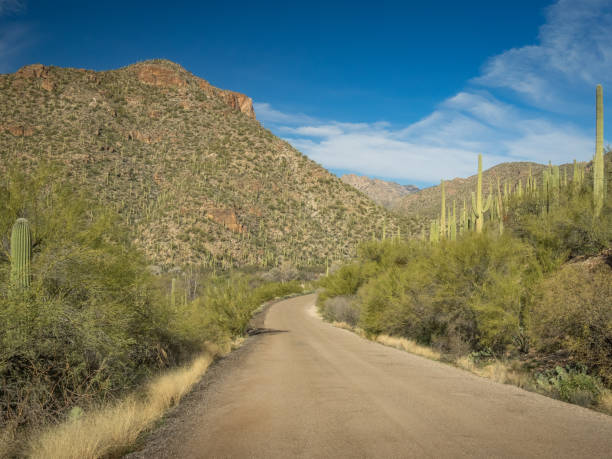 istock Beautiful Desert Landscape 1300898466