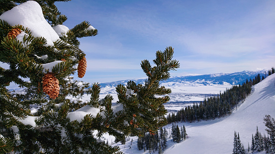 CLOSE UP: Detailed view of snowy branches full of pine cones near a ski resort in the American Rocky Mountains. Picturesque view from a spruce canopy of a snowy valley and Jackson Hole ski resort.