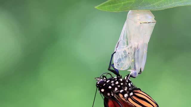 Monarch Butterfly emerges from Chrysalis closeup 333x speed