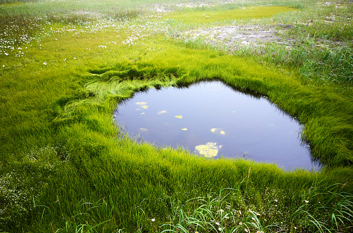 Field of green grass and small lake