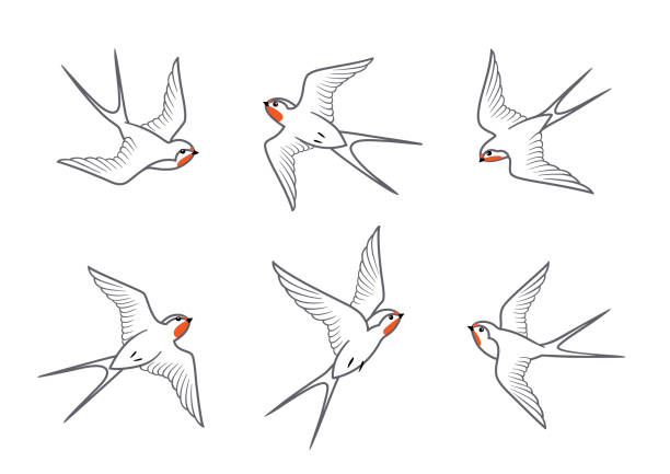 ilustrações, clipart, desenhos animados e ícones de linha arte de celeiro engole pássaros em voo - andorinha
