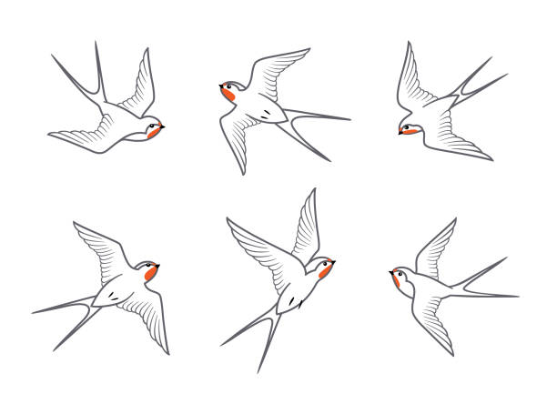 Line art of barn swallows birds in flight Set of flying barn swallows birds isolated on white background. Vector line drawing design elements. swallow bird stock illustrations