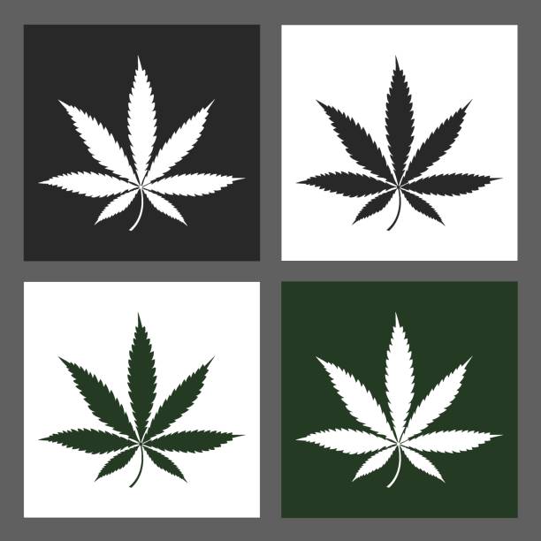Cannabis leaf sign design set. Vector Hemp icon. Marijuana label balck, white and green color Cannabis leaf sign design set. Vector Hemp icon. Marijuana label balck, white and green color balck stock illustrations