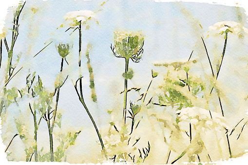his is my Photographic Image of a Queen Annes Lace Flower in a Modern Watercolour Effect. Because sometimes you might want a more illustrative image for an organic look.