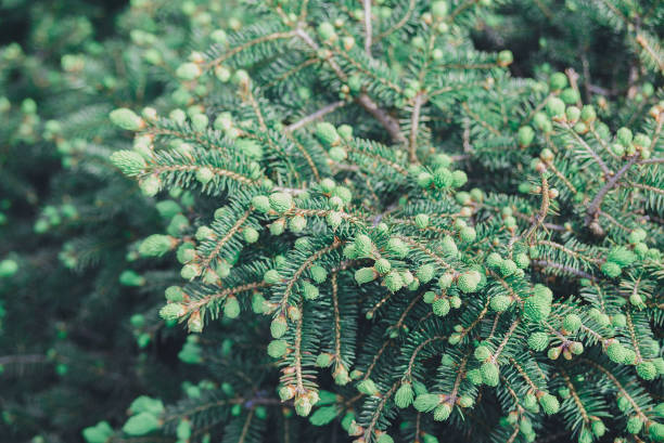 close-up branch with new young sprout of spruce tree shoot in spring