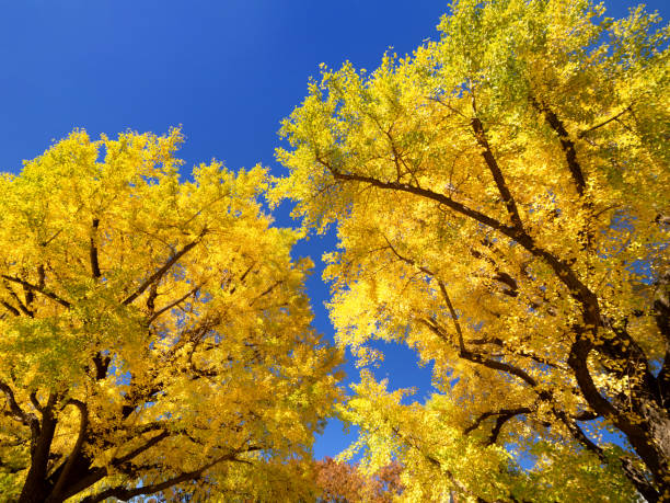 istock A row of yellow-leaved ginkgo trees 1300910256