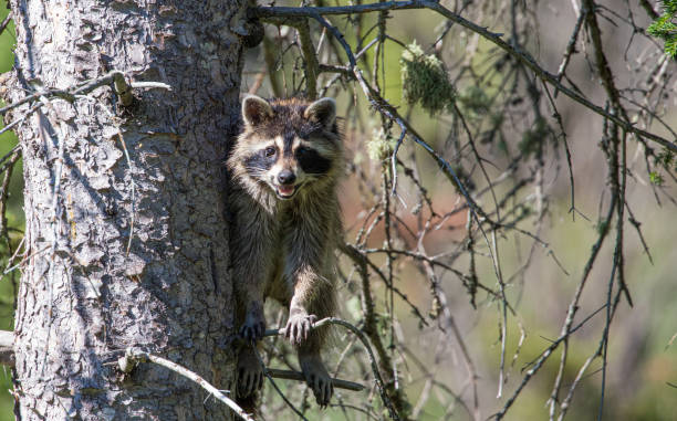 istock mother raccoon resting in tree 1300910410