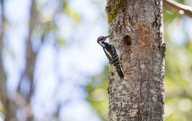 istock male hairy woodpecker feeding young bird 1300910420