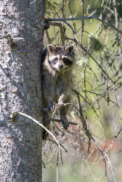 istock mother raccoon resting in tree 1300910465