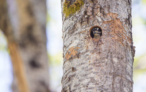 istock male hairy woodpecker feeding young bird 1300910498