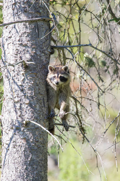 istock mother raccoon resting in tree 1300910504