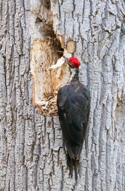 istock male pileated woodpecker on tree 1300910561