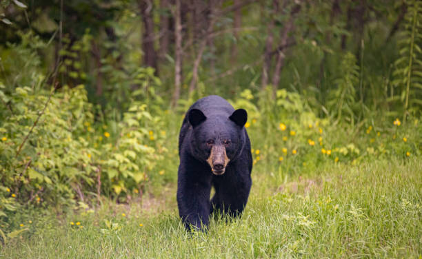 oso negro acercándose en la hierba - sighting fotografías e imágenes de stock