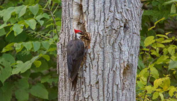 istock male pileated woodpecker on tree 1300910612