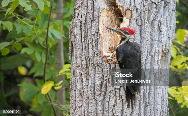 Male Pileated Woodpecker On Tree Stock Photo - Download Image Now - Pileated Woodpecker, Animal Nest, Hole