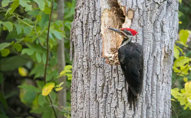 Photo of male pileated woodpecker on tree