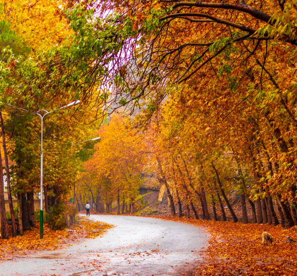 fallen leaves lie on the pavement.in the background, brightly lit trees with Golden foliage