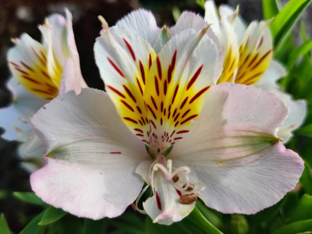 Unique white alstroemeria with spotted petals in garden