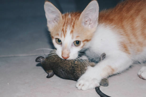 istock Kitten Cat playing and eat rat on the Ground 1300919185