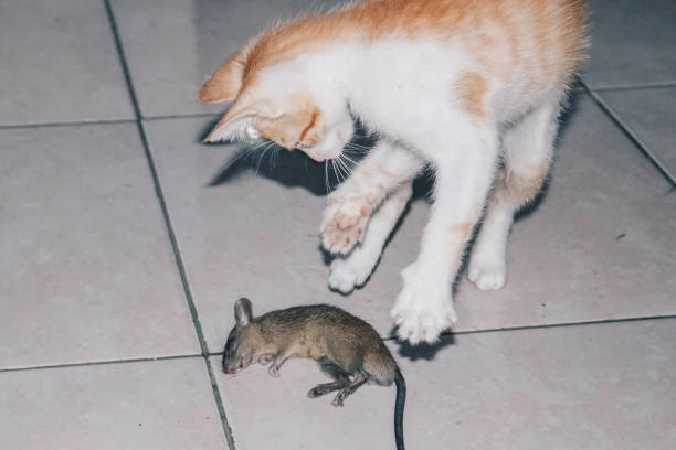 istock Kitten Cat playing and eat rat on the Ground 1300919229