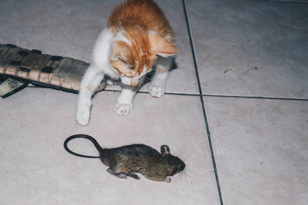 istock Kitten Cat playing and eat rat on the Ground 1300919237