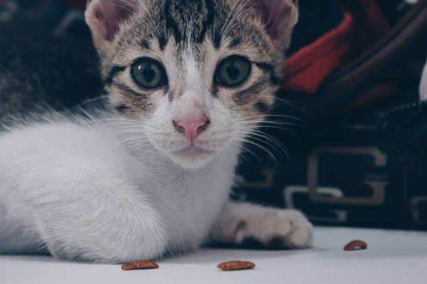 istock Tabby Cat eats dry cat food from white floor 1300919904