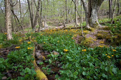 Virginia Nature & Wilderness - Walk in the Woods