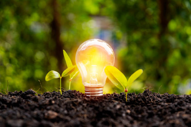 istock lightbulb with small plant on soil and sunshine. concept saving energy in nature 1300920849