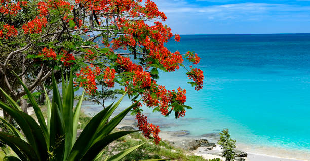 istock Beach scene in Antigua, beautiful red flowers 1300922765