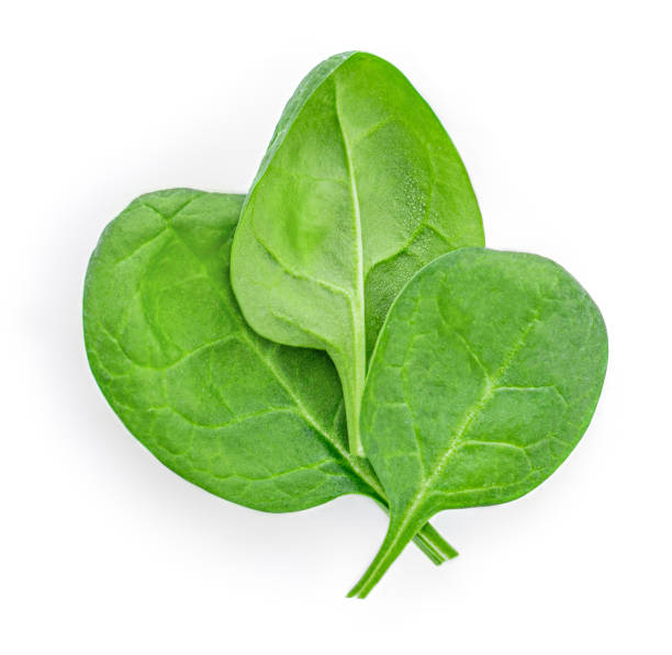 istock Baby Spinach leaves isolated on white background. Various Spinach Macro. Top view. Flat lay.