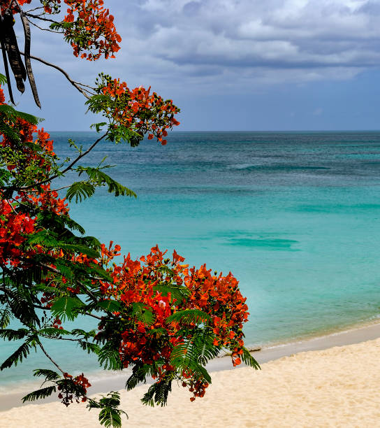 istock Beach scene Caribbean, beautiful red flowers 1300925154
