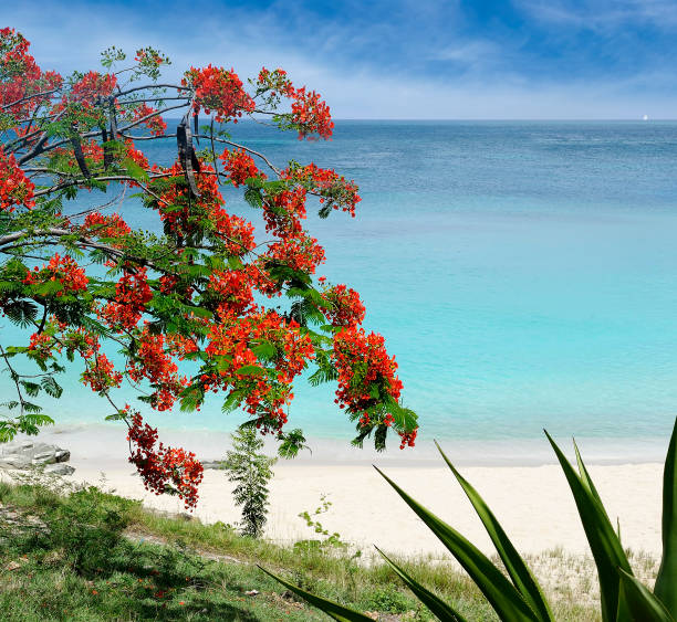 istock Beach scene Caribbean, beautiful red flowers 1300925157
