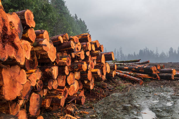 istock Logging Industry On Vancouver Island 1300926311