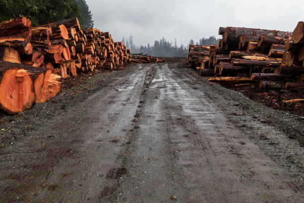 istock Logging Industry On Vancouver Island 1300926315