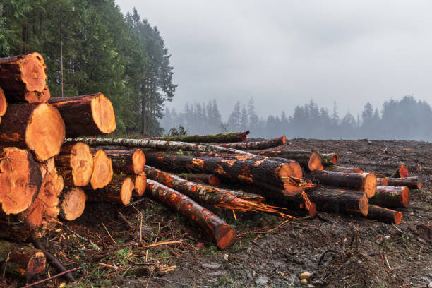 istock Logging Industry On Vancouver Island 1300926316