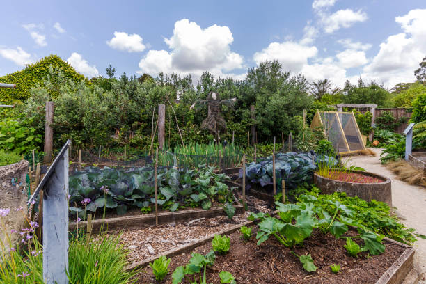 istock Scarecrow at Hamilton Gardens, New Zealand 1300926877