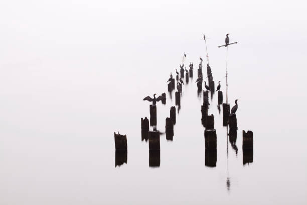 Cormorants perched on pilings in heavy fog in Bothell, WA