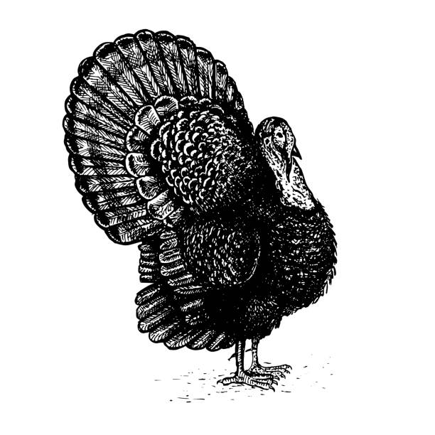 istock Gobbler. Collection of farm product 1300928764